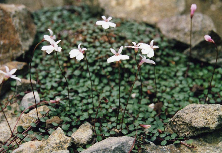 Lobelia sp en fleurs dans un habitat mi-ombragé avec un sol bien drainé